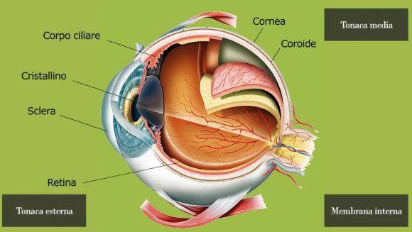 Come E Fatto L Occhio Umano L'occhio e la vista | MyEdu