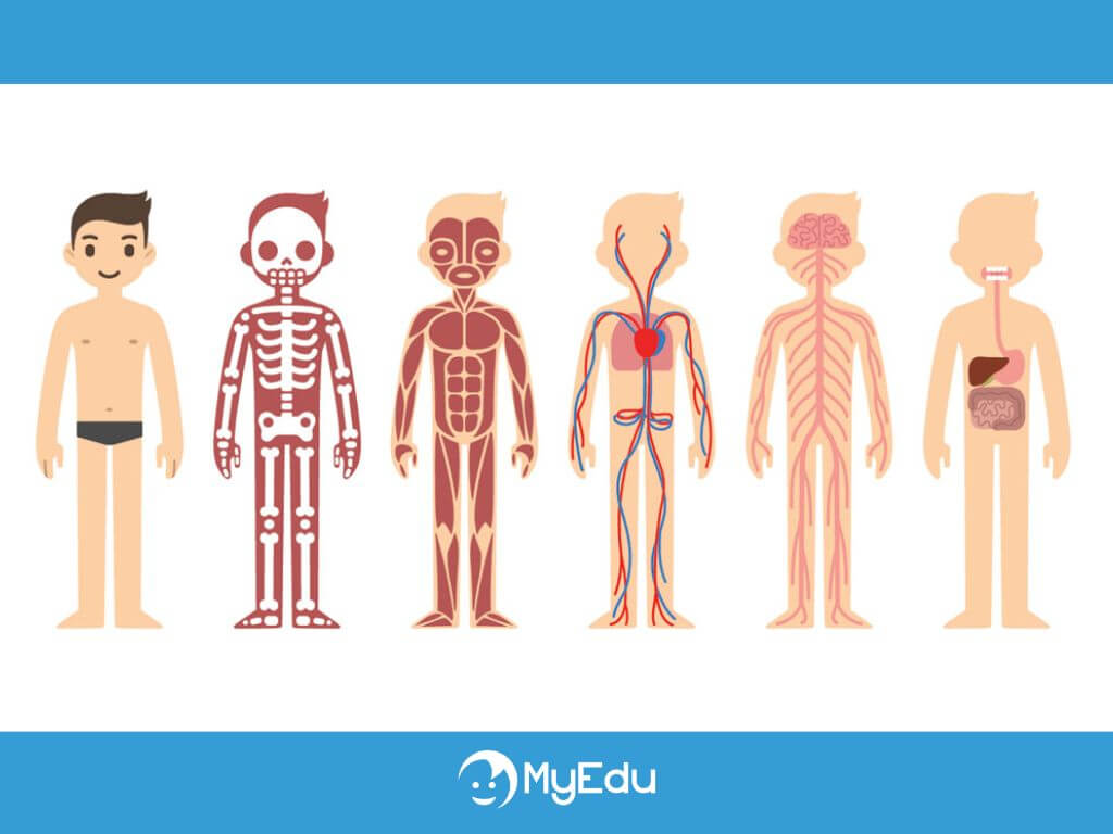 Il corpo umano per la scuola primaria - com'è fatto?